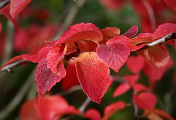 聪明可爱的生肖狗宝宝名字大全