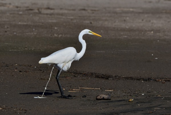 优雅不凡，才华横溢的女孩名字