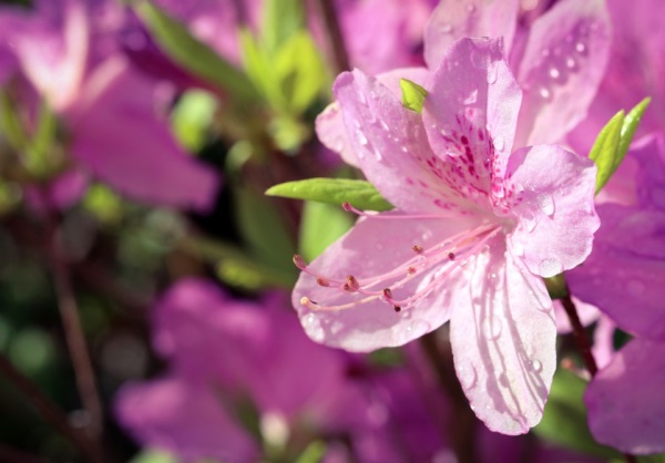 藏在中药里的绝美名字