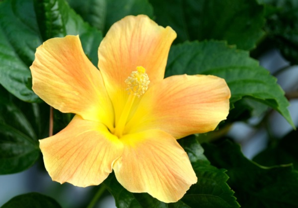 朗朗上口 如何给自家宝宝起乳名