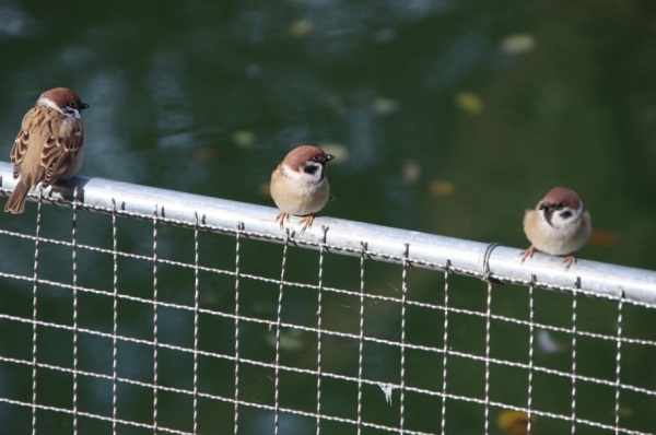 夏姓男孩名字大全_姓夏的男孩名字_夏姓男宝宝起名