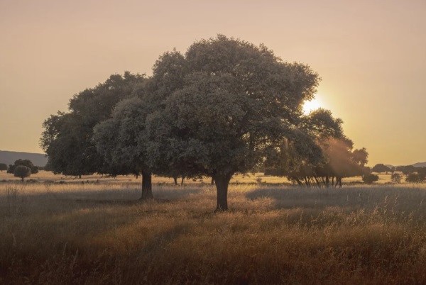 诗经楚辞取名男孩虎年宝宝