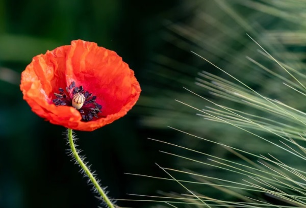 大家闺秀 诗意十足的女孩名字集锦