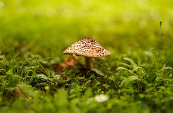 清雅别致 具有民国气息的女生名字