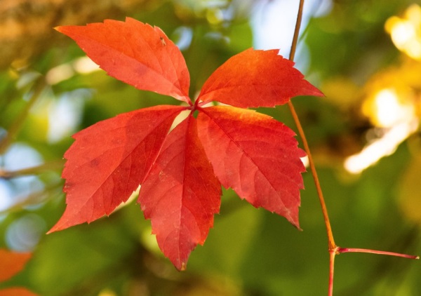 免费起名字女孩 好听的女孩名