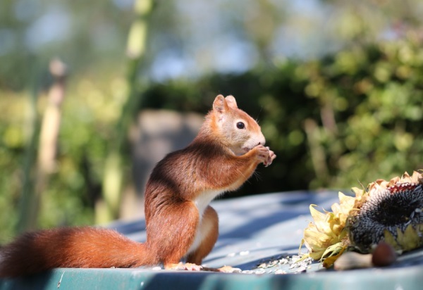 2025牛年出生的乳名如何取能带来好运