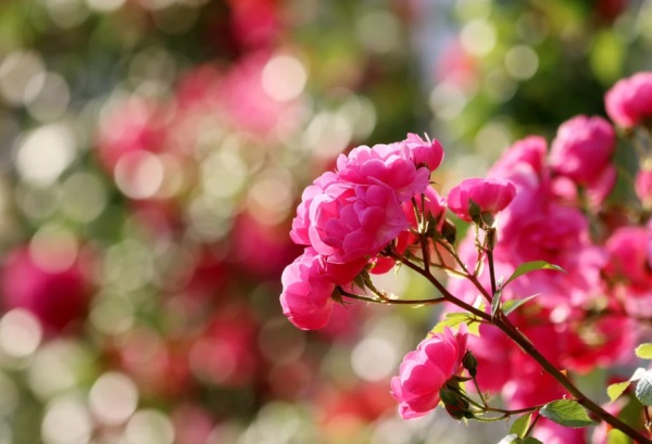 高端典雅好听的女宝宝名字大全