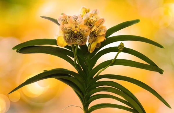 姓潘的男孩名字起名方法