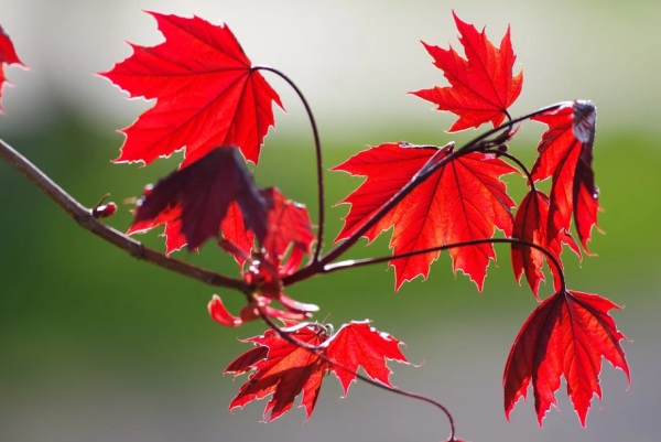 王姓带余字的男孩名字