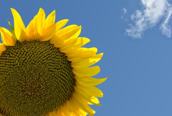 兆字开头的男孩名字洋气