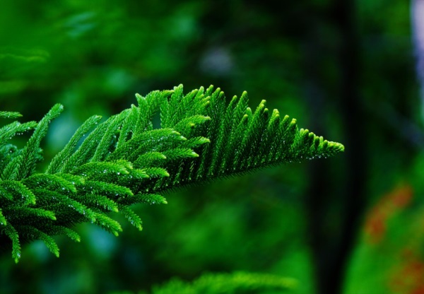 百家姓取名大全：李姓女孩宝宝名字