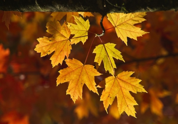 好听稀少的男孩名字属龙