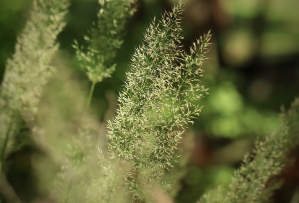 虎年男孩名字（拥有洋气大气的非凡）
