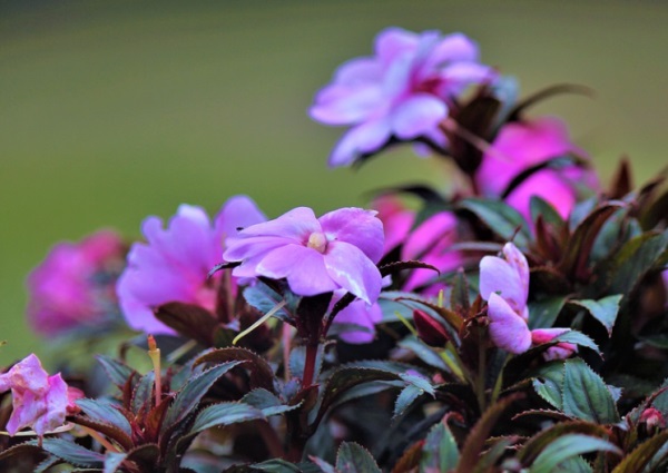 车姓起名_车姓名字大全