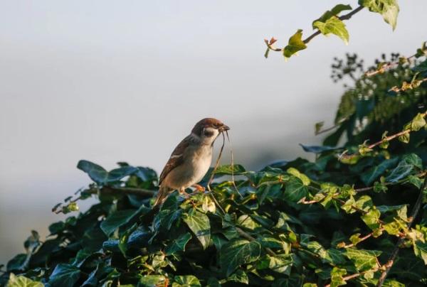 起名字:不符合八字五行字能用？