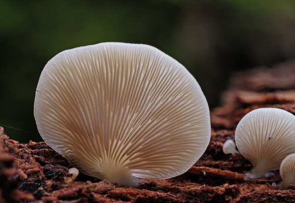 男孩名字大全：羊年男孩名字大全 男孩子好听的名字大全
