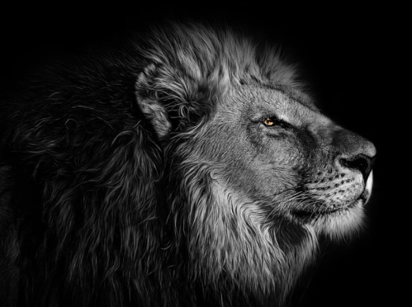 带信的男孩名字兔年