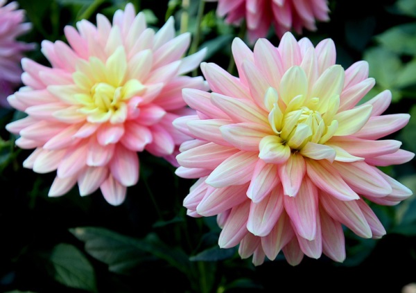 杨姓女孩起名字大全