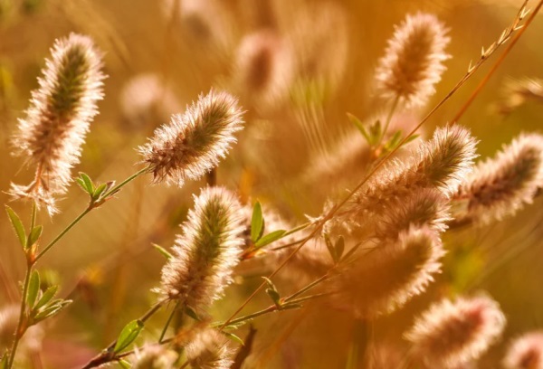 2025属牛男孩乳名免费介绍