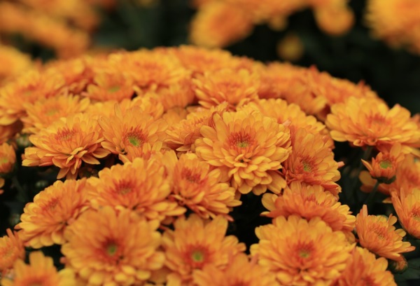 寓意女孩一生好运的名字