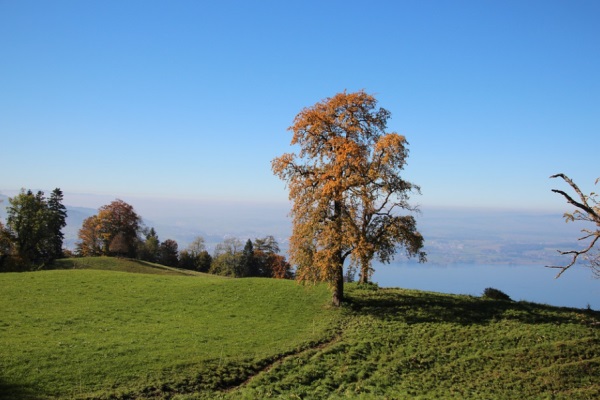 起名男孩带玮字好吗属虎，男孩带玮字的名字推荐