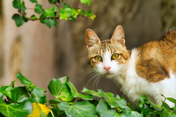 男孩名字大全：羊年男孩取名 男宝宝取名常用字大全