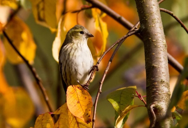 小名乳名大全：给女孩取小名的10种方法