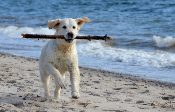 取名字大全男孩 火猴年好听的男孩名字