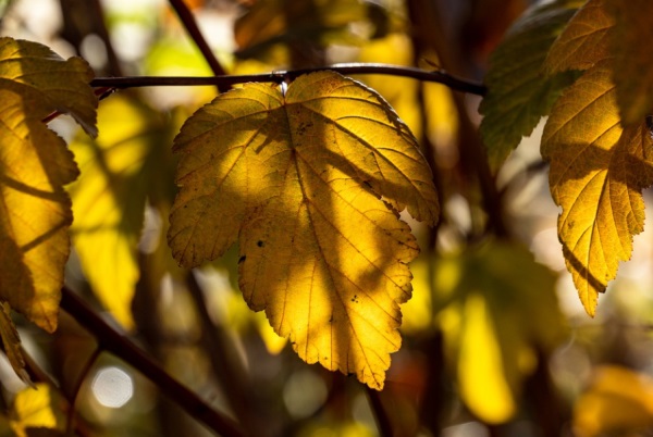 闺蜜网名七人可爱