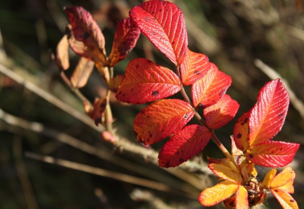 qq网名三人闺蜜简单
