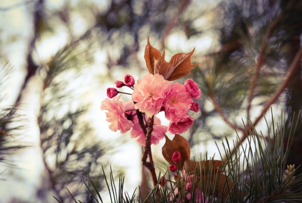 闺蜜可爱名字网名