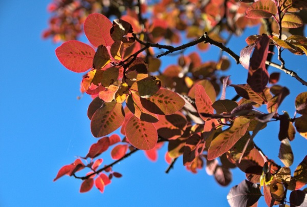 三人姐妹qq网名