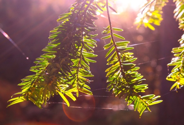 QQ情侣网名可爱好听