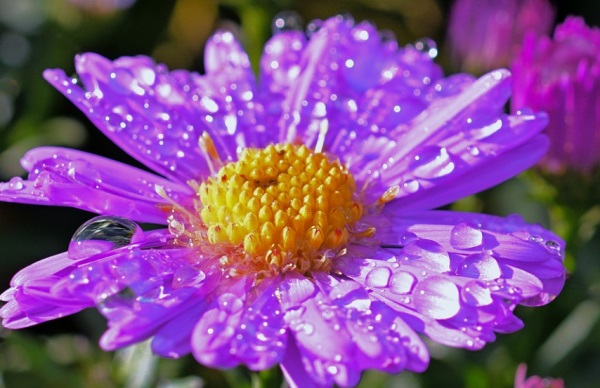 简单的5姐妹网名大全