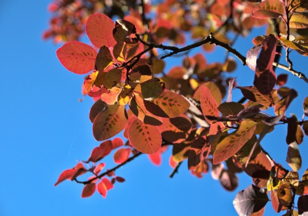 QQ网名后面带麻麻的