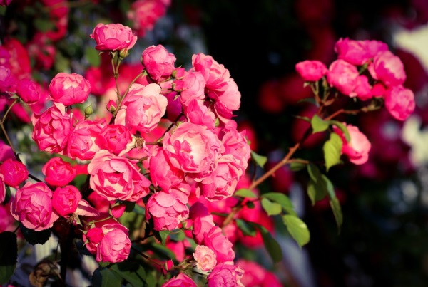 闺蜜五人可爱网名