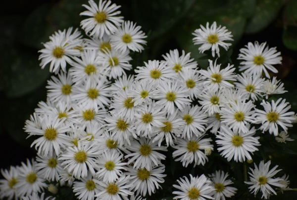 QQ网名与玲有关的