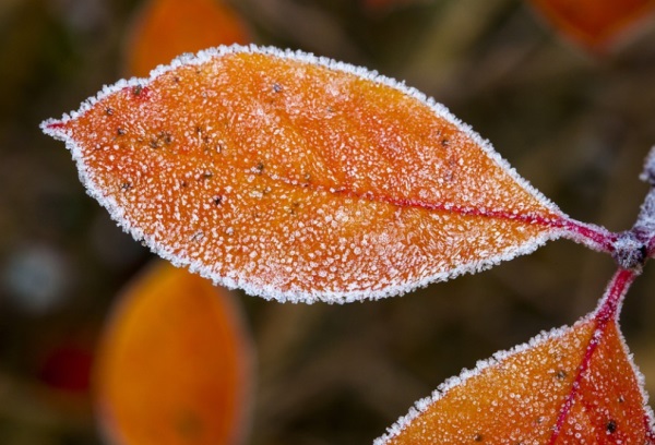 楹含义网名情侣简单