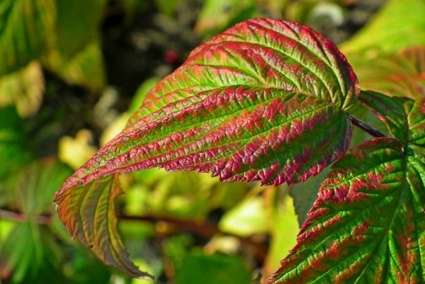 情侣网名2025简单