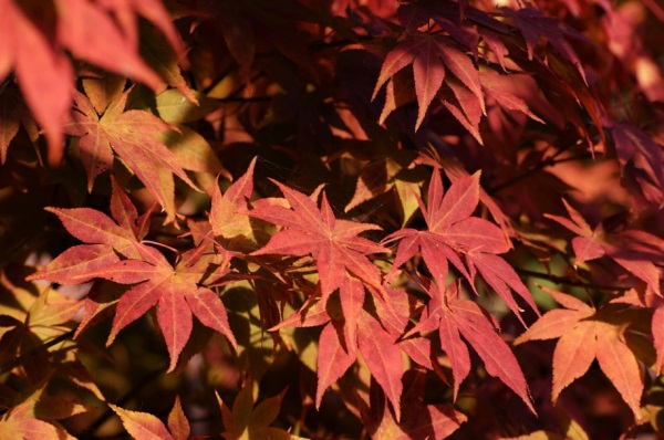 逗比情侣网名个性网名