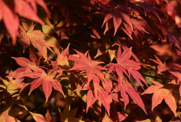 霸气简单的情侣网名大全