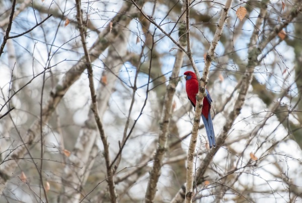 黄姓男孩取名字大全,霸气名字怎么起？