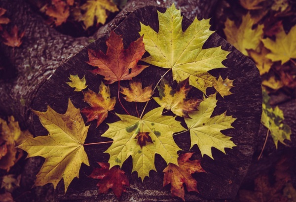 女孩美丽聪明有才华名字