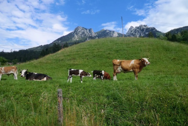 艳而不俗 女孩起名字的七个高频字