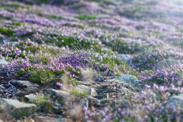 清新脱俗的古风女孩名