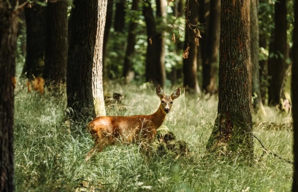 女名字最好吉利字
