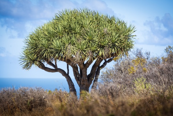 【百家姓起名】代姓起名_代姓名字大全
