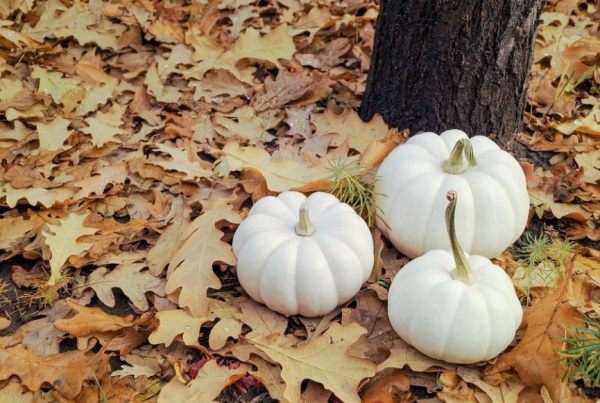 如何给女孩字起带有木字旁的名字
