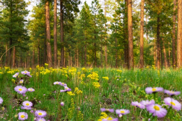 女孩名字大全：羊年女宝宝起名的30个经典用字