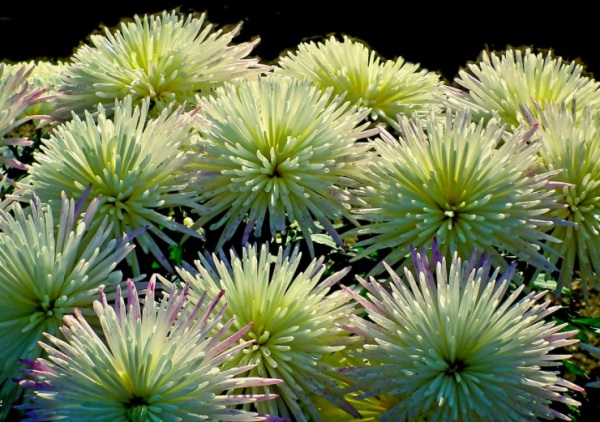 梓字女孩最佳组合名字